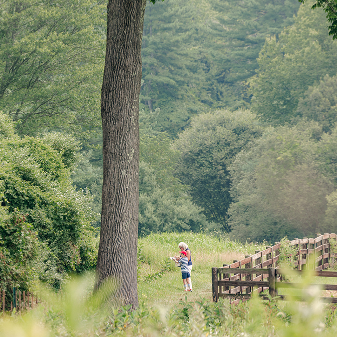 Summer Stroll 