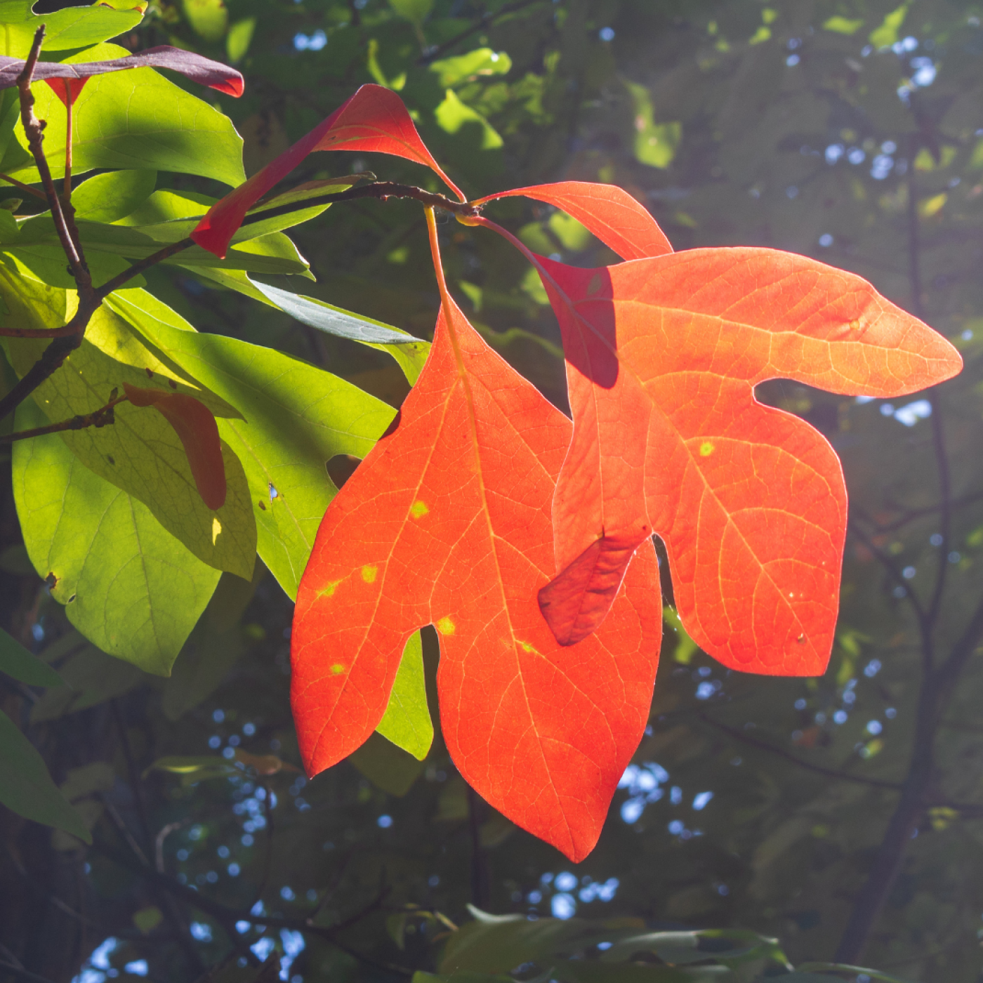 Leaf Peeping Guided Kayaking Tour, Beginner Friendly, All Equipment Included. Westbrook CT