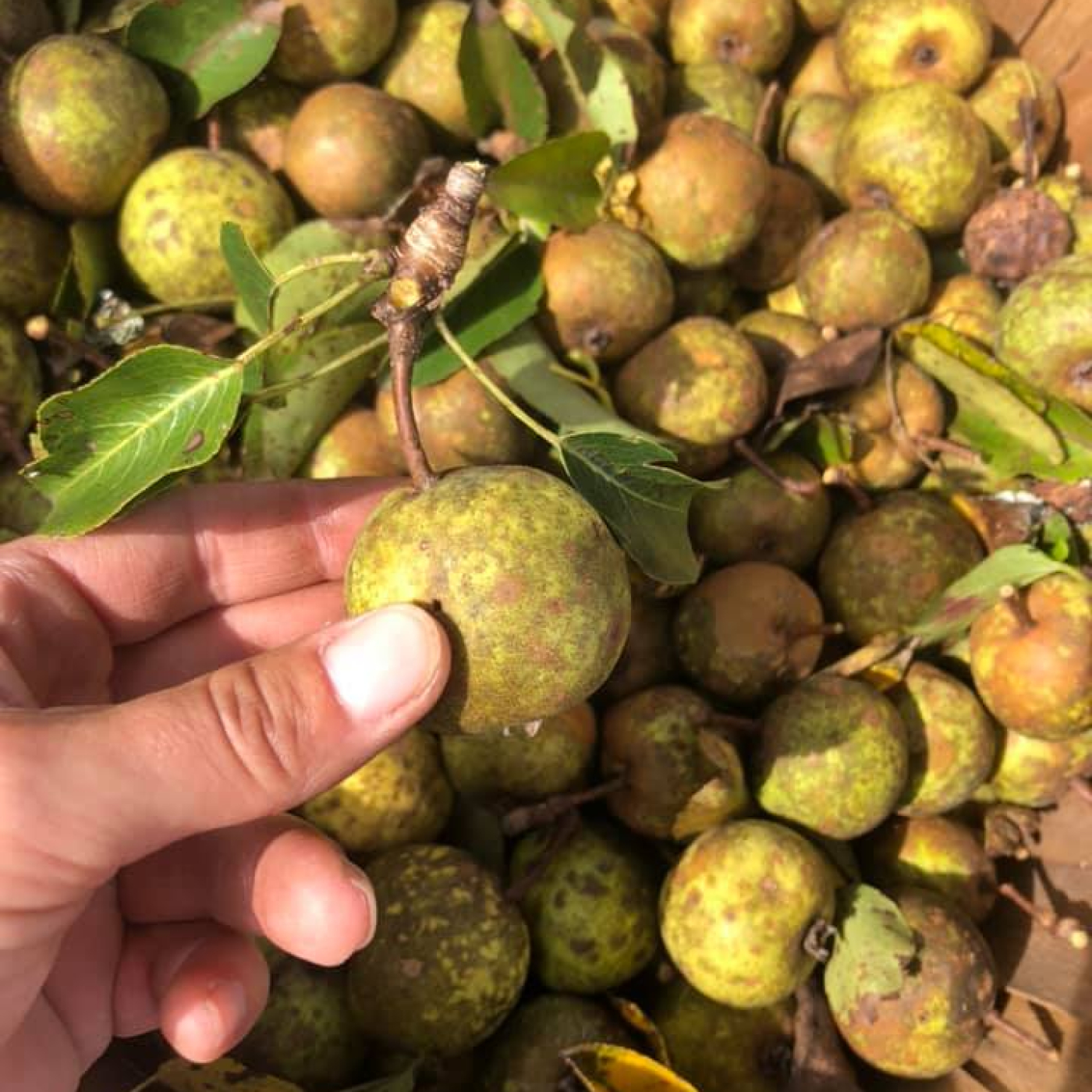 A bucket of crab apples freshly pruned from the tree.