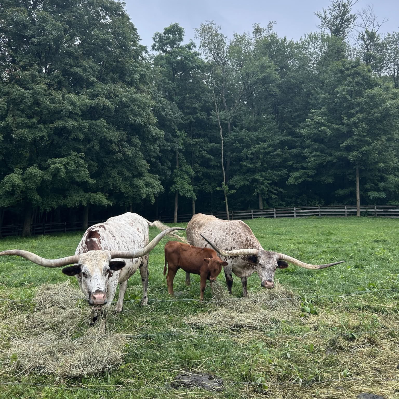 Goshen Open Farm Tour