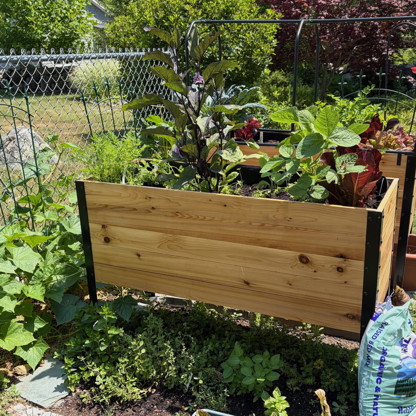 Raised bed gardens in a backyard. 
