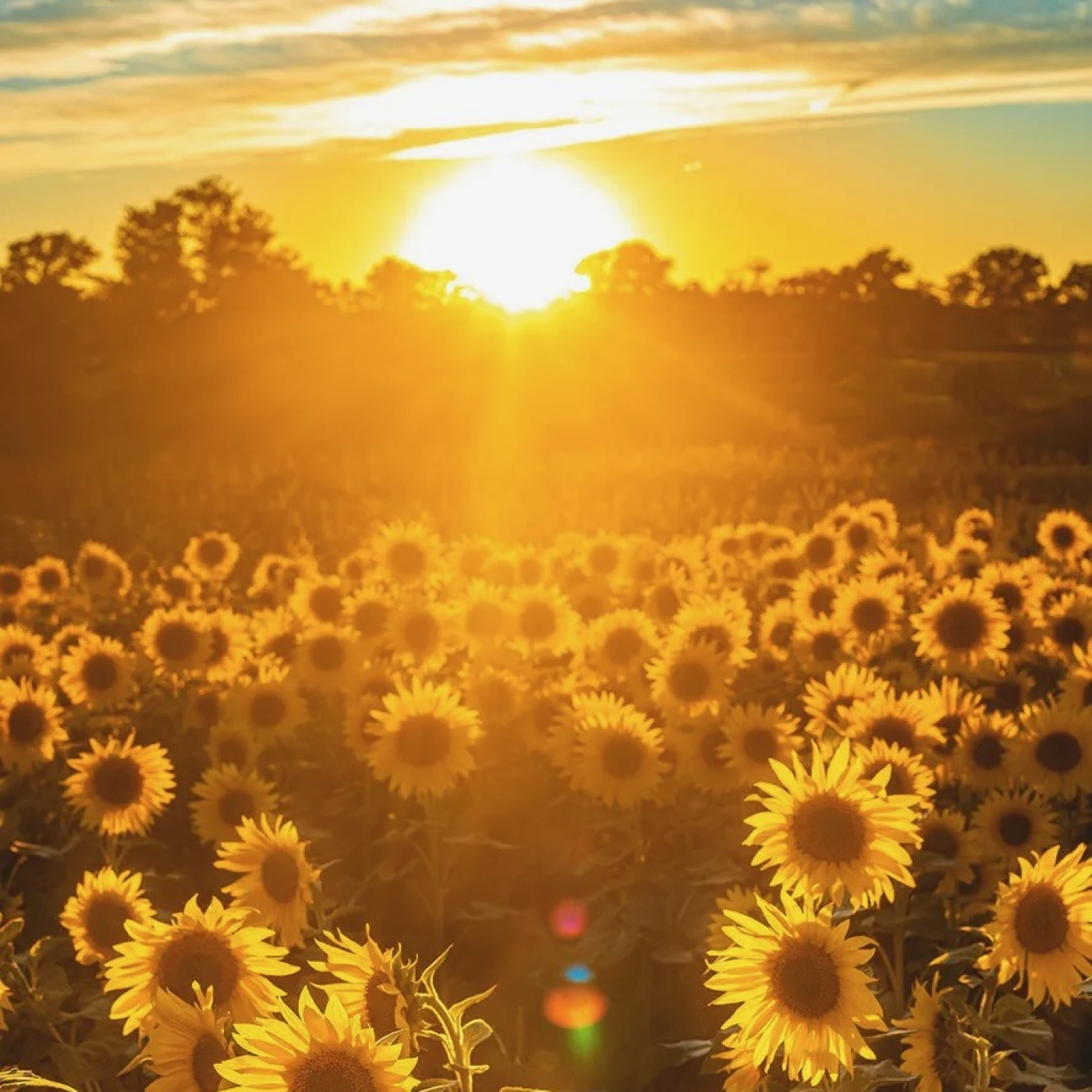 sun rising over sun flowers