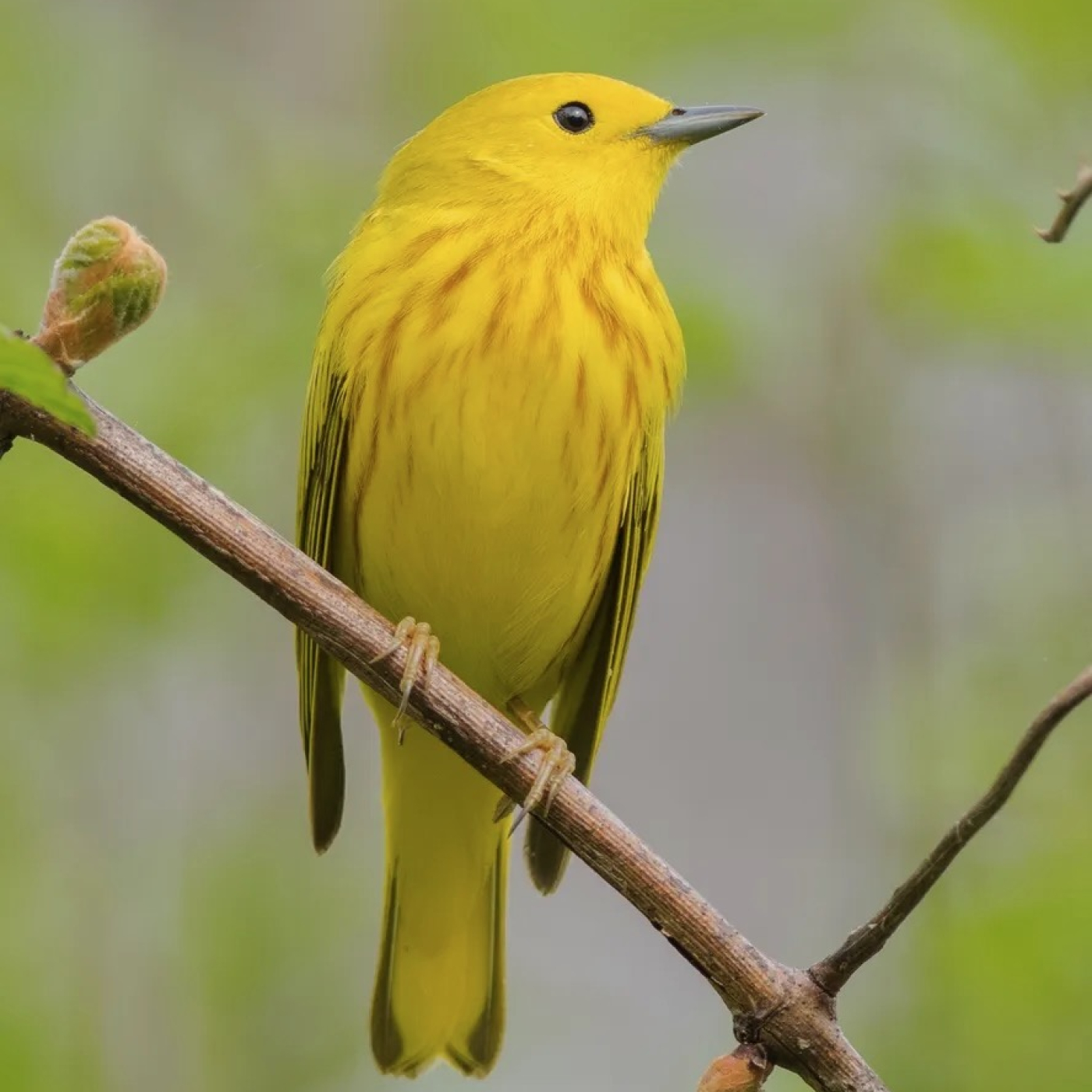 a bird 