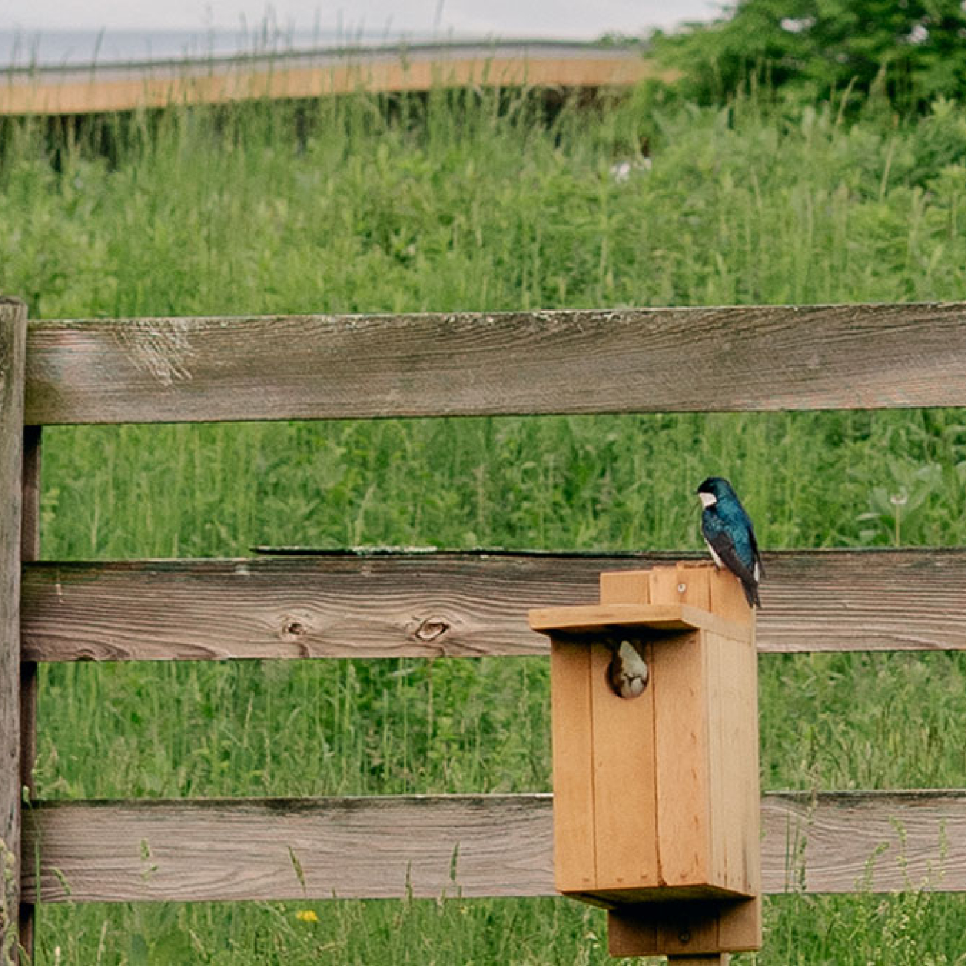 Bird Watching 