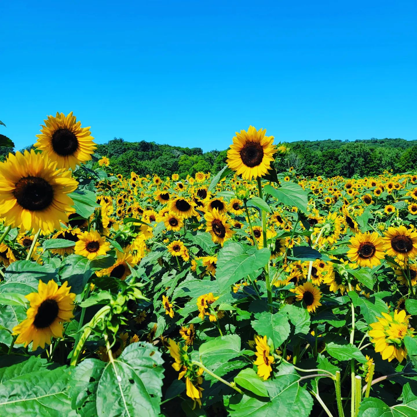Sunflowers at The Farm