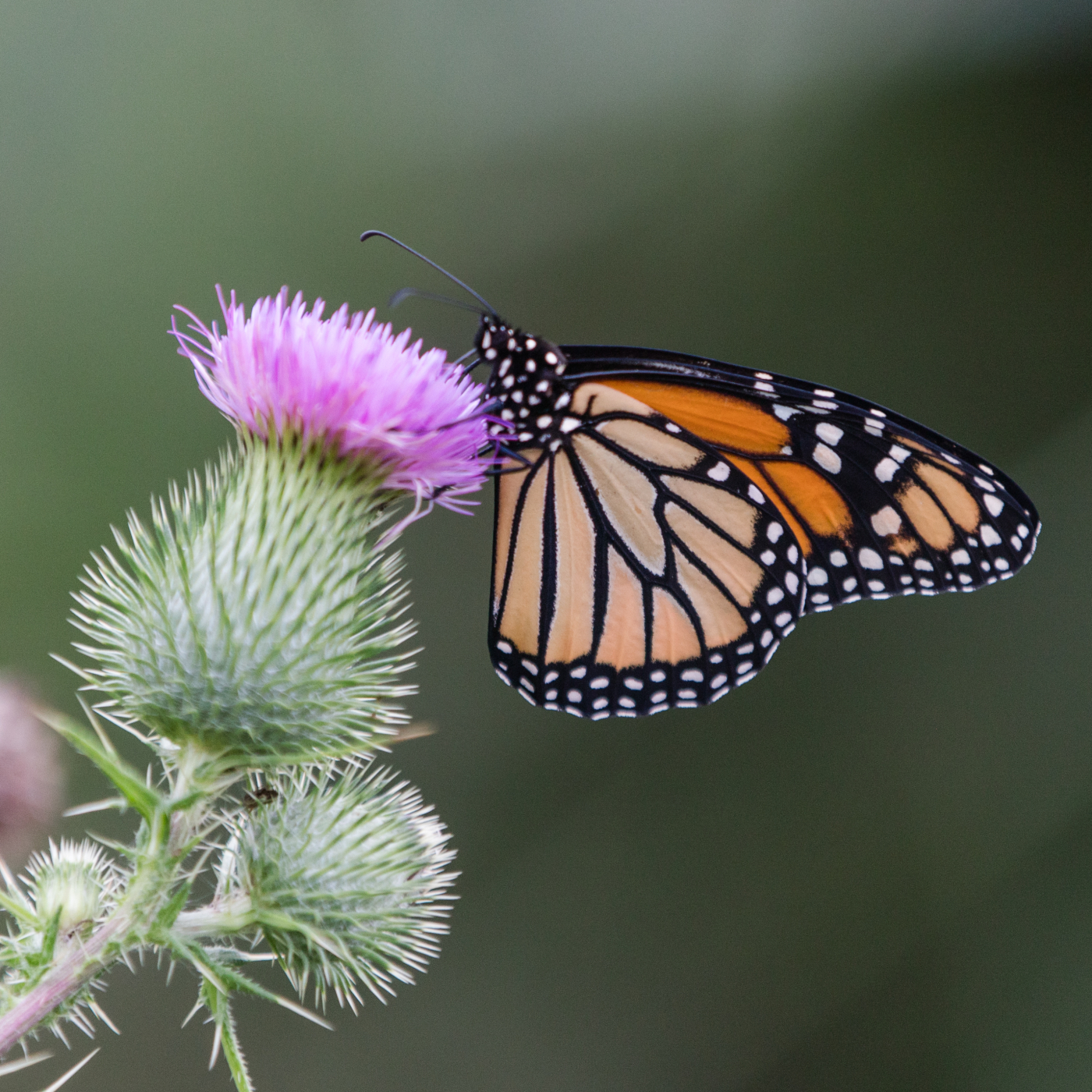 A monarch butterfly perches on a flower 