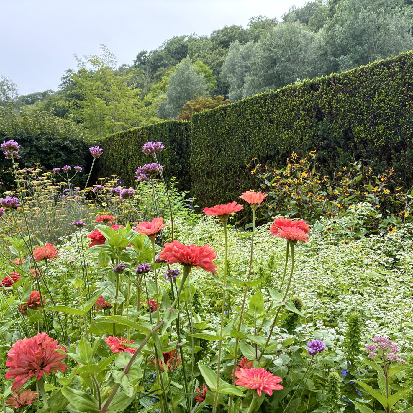 A peaceful scene of Hollister House Garden