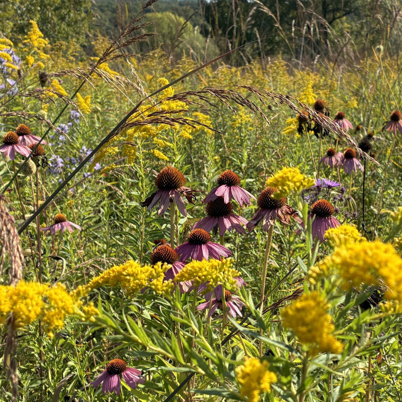 Fall flowers at The Fen