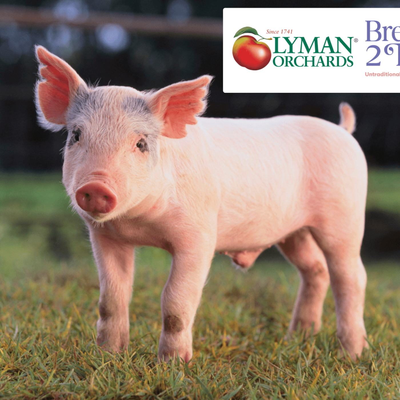 Oink and Om Yoga 