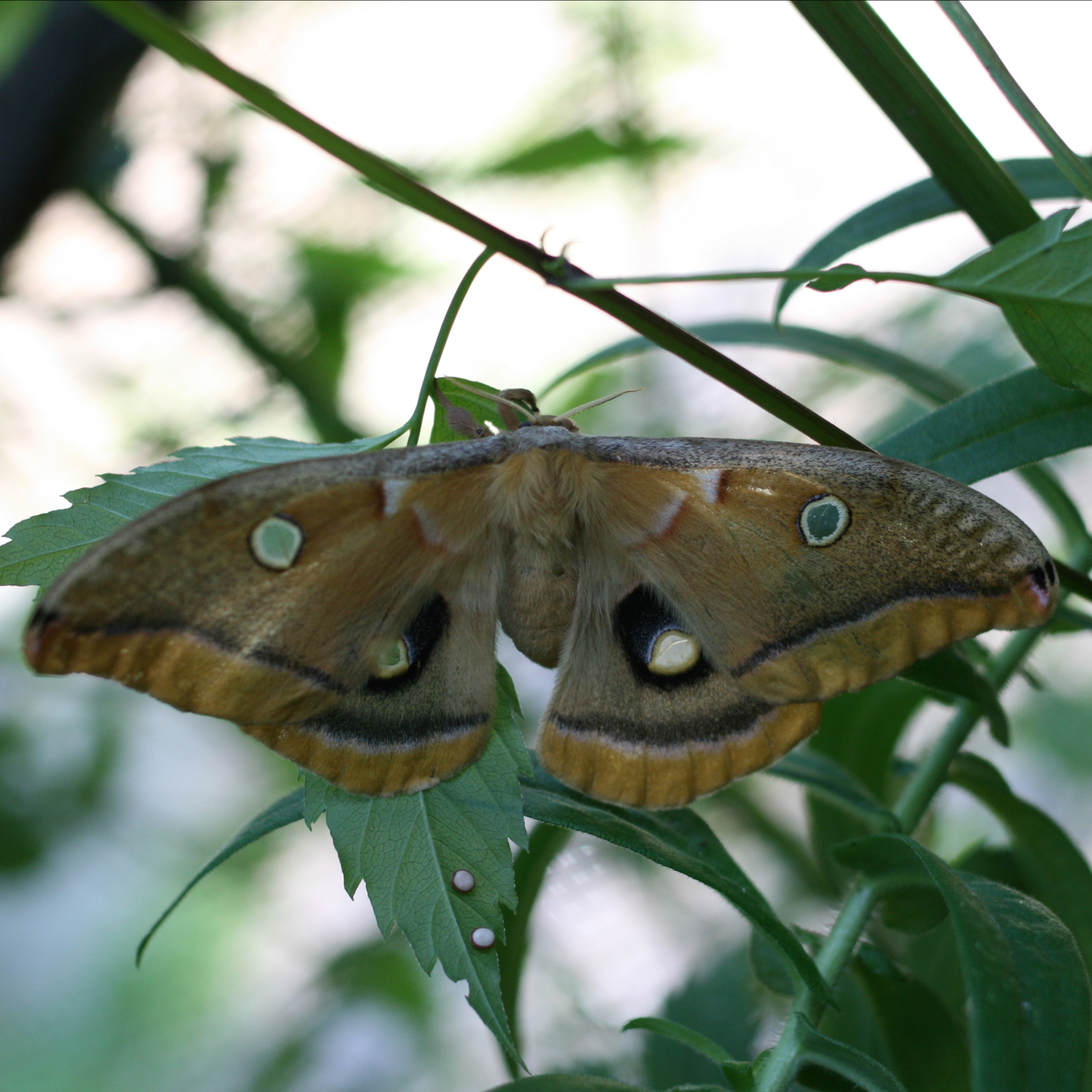 A polyphemus moth has its wide wings spread along brush.
