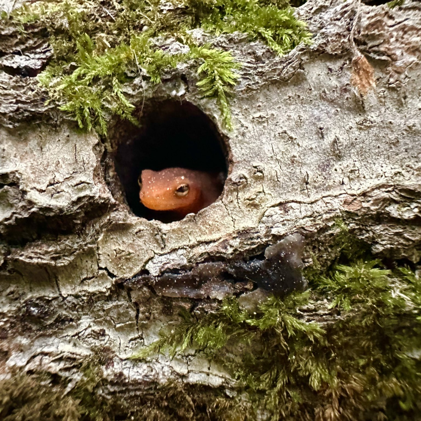 An adorable lizard seeking shelter in an old log.