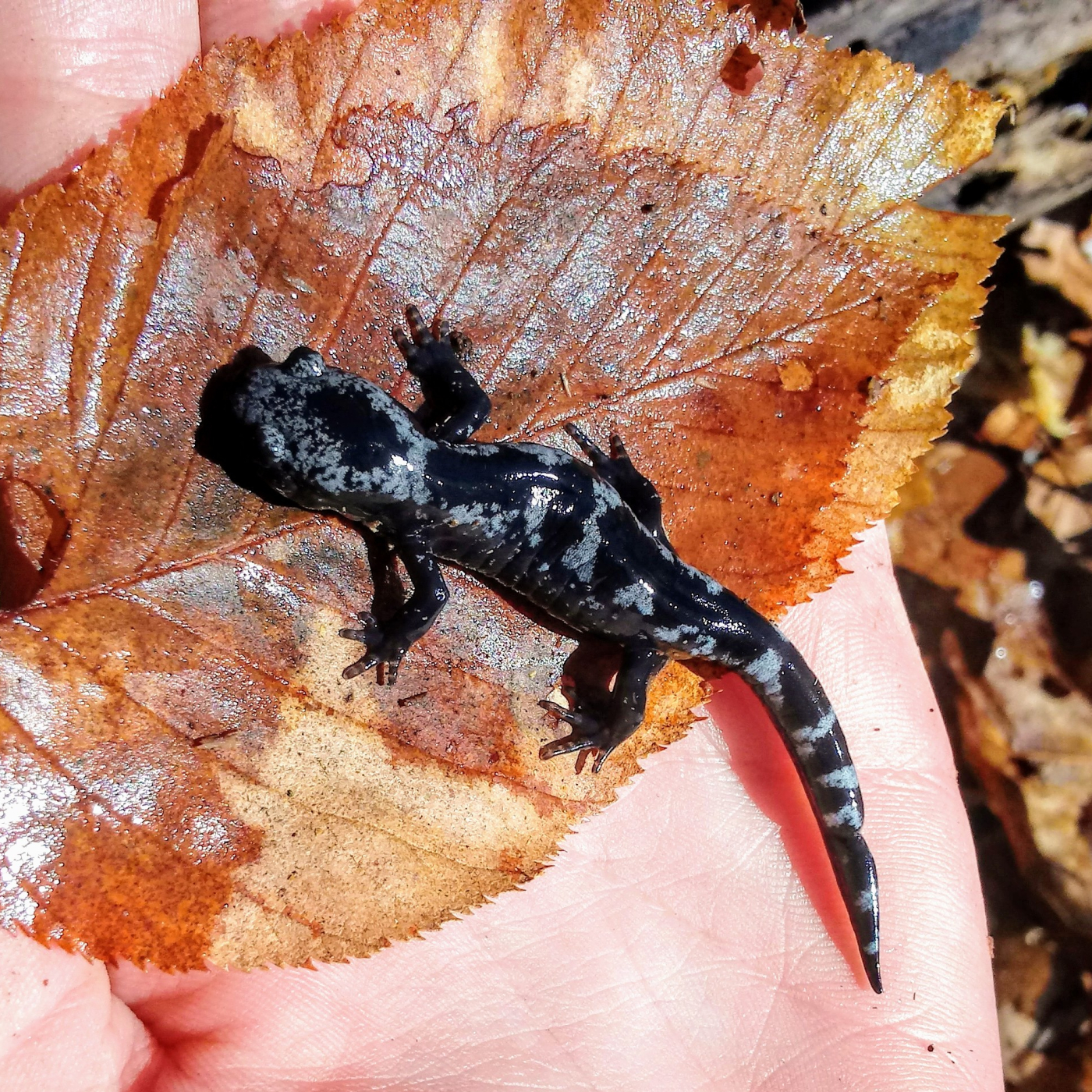 A black and gray marbled salamander rests on a leaf