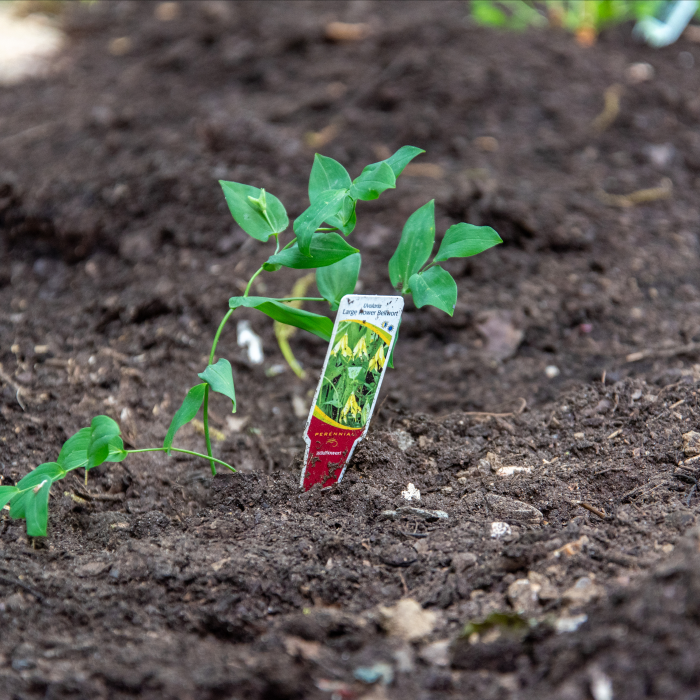 This little seed has been planted, come learn all about planting and identification.