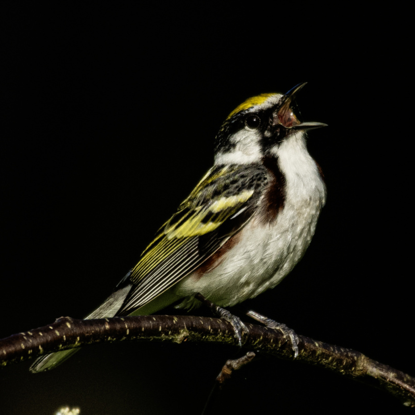 Bird perched on branch calling out