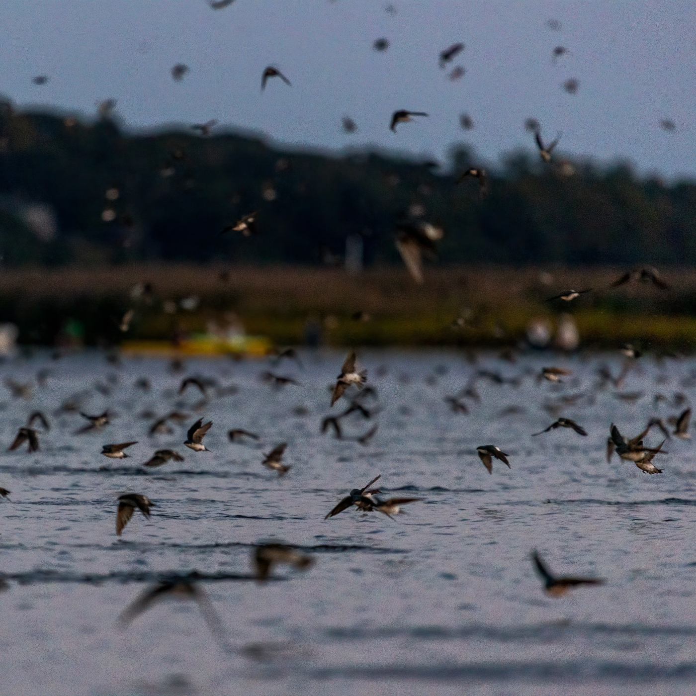 Tree swallow migration and murmuration on the lower CT River