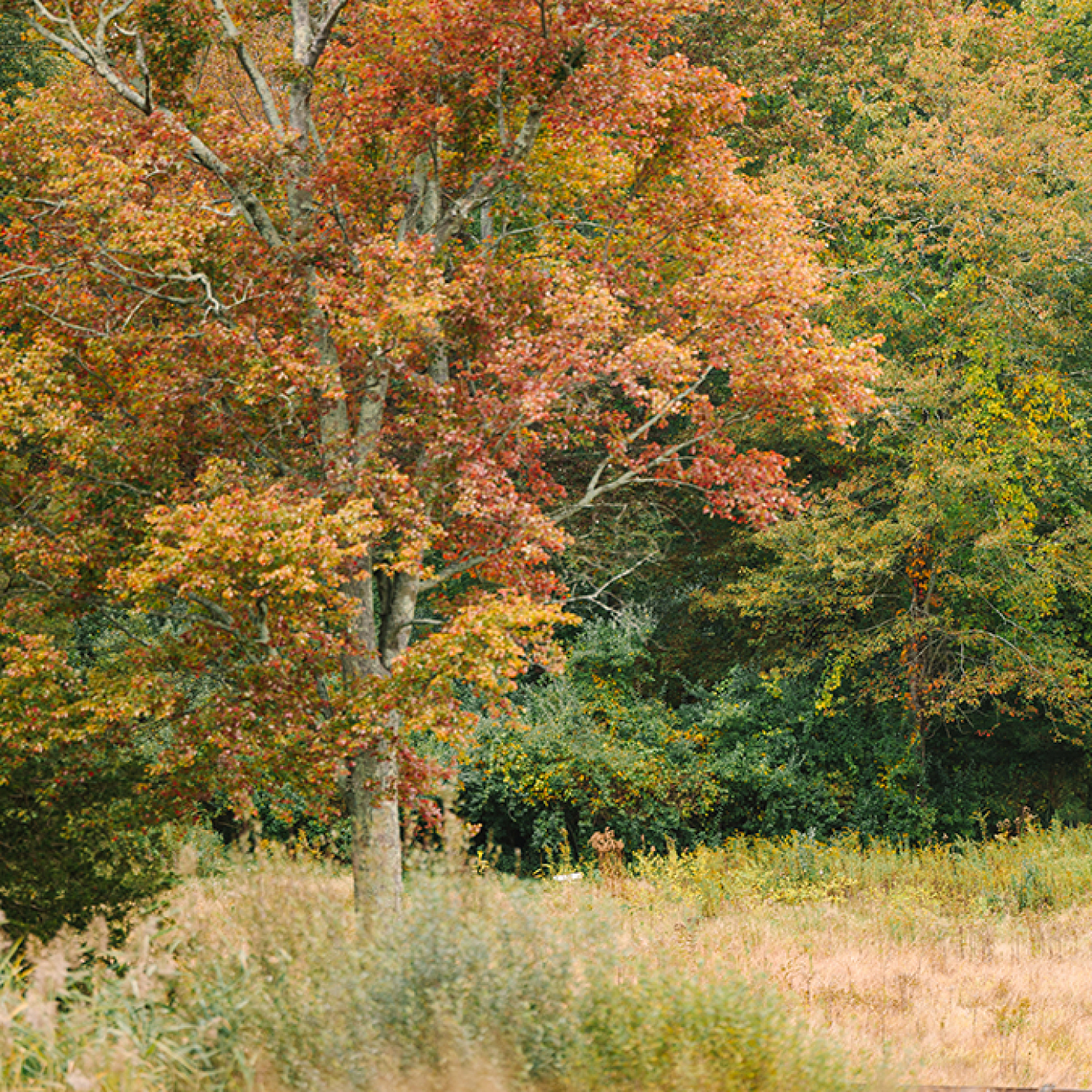 Autumn Stroll 