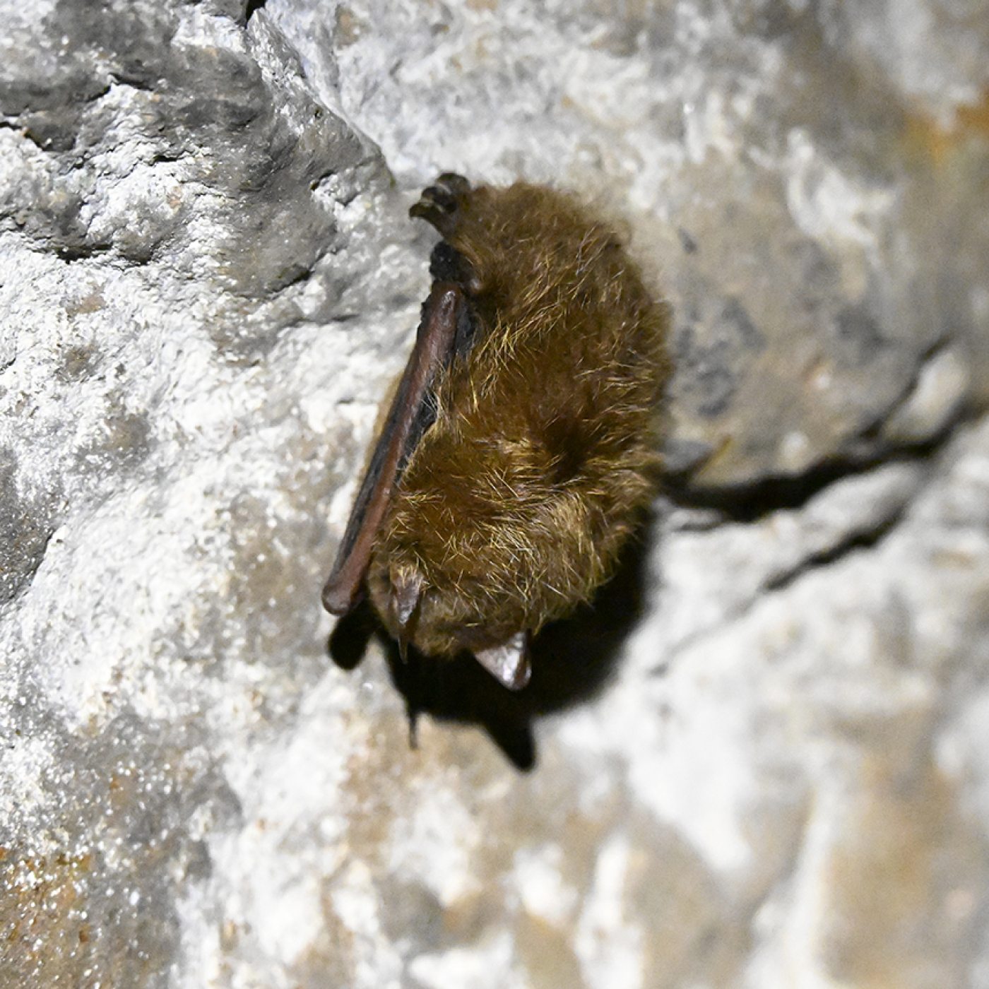 An image of a sleeping bat attached to a rock.