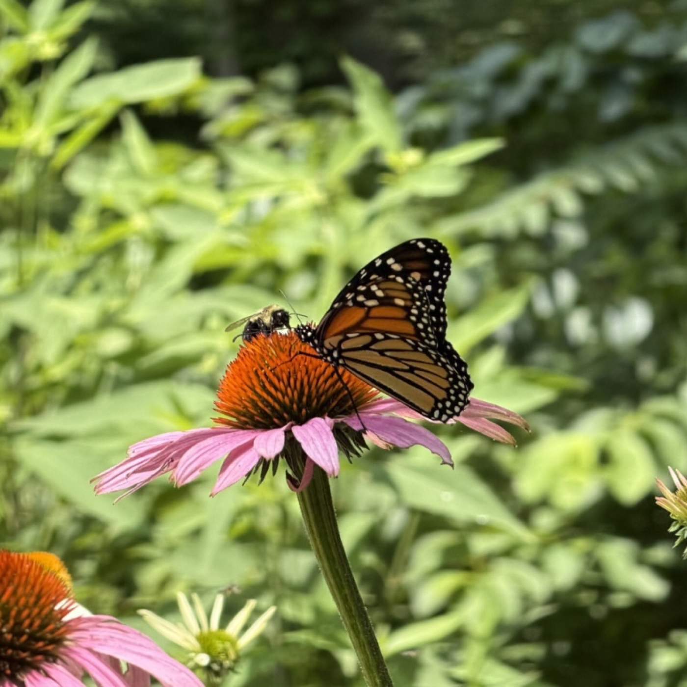 Butterfly perched on flower