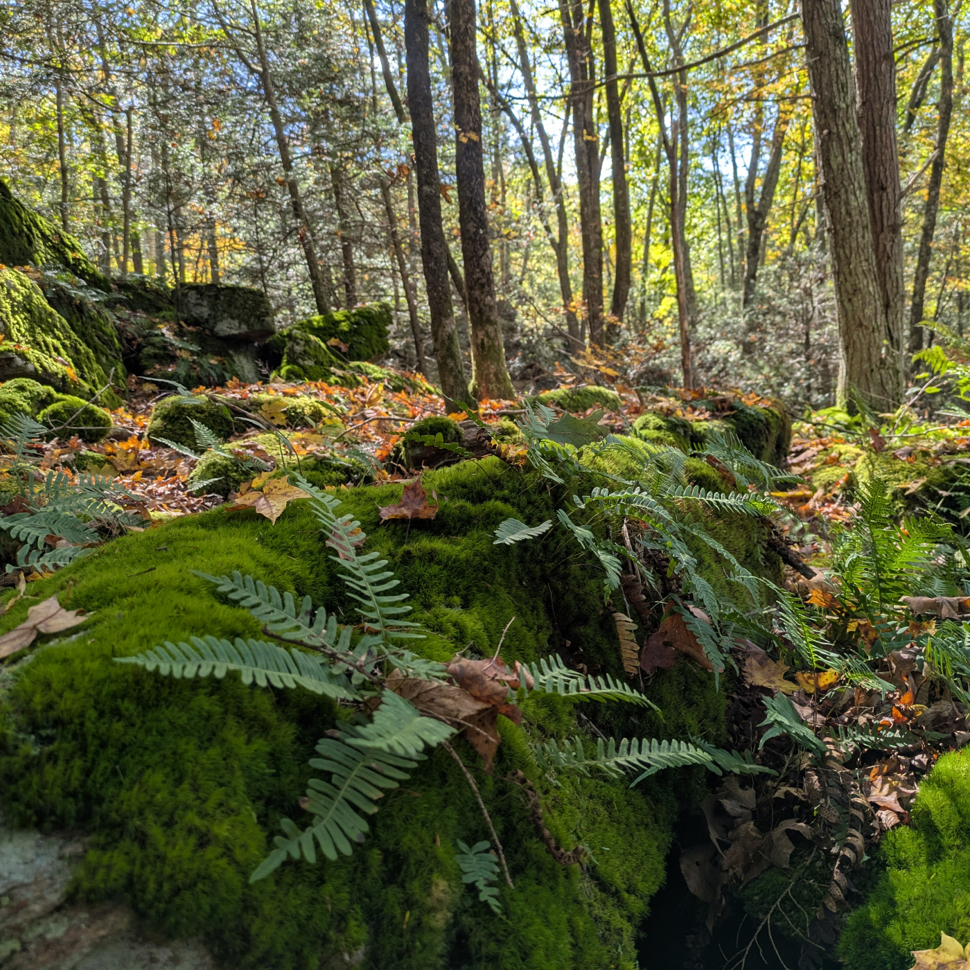 Moss and fern covered boulders