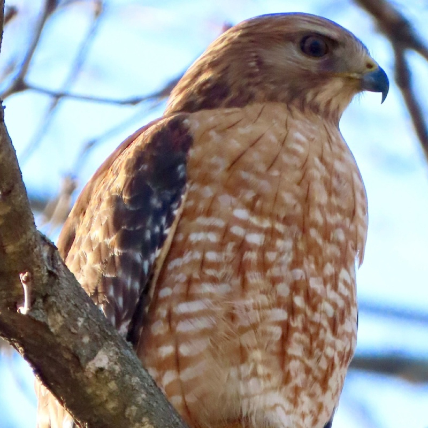 Hawk perched on a branch.