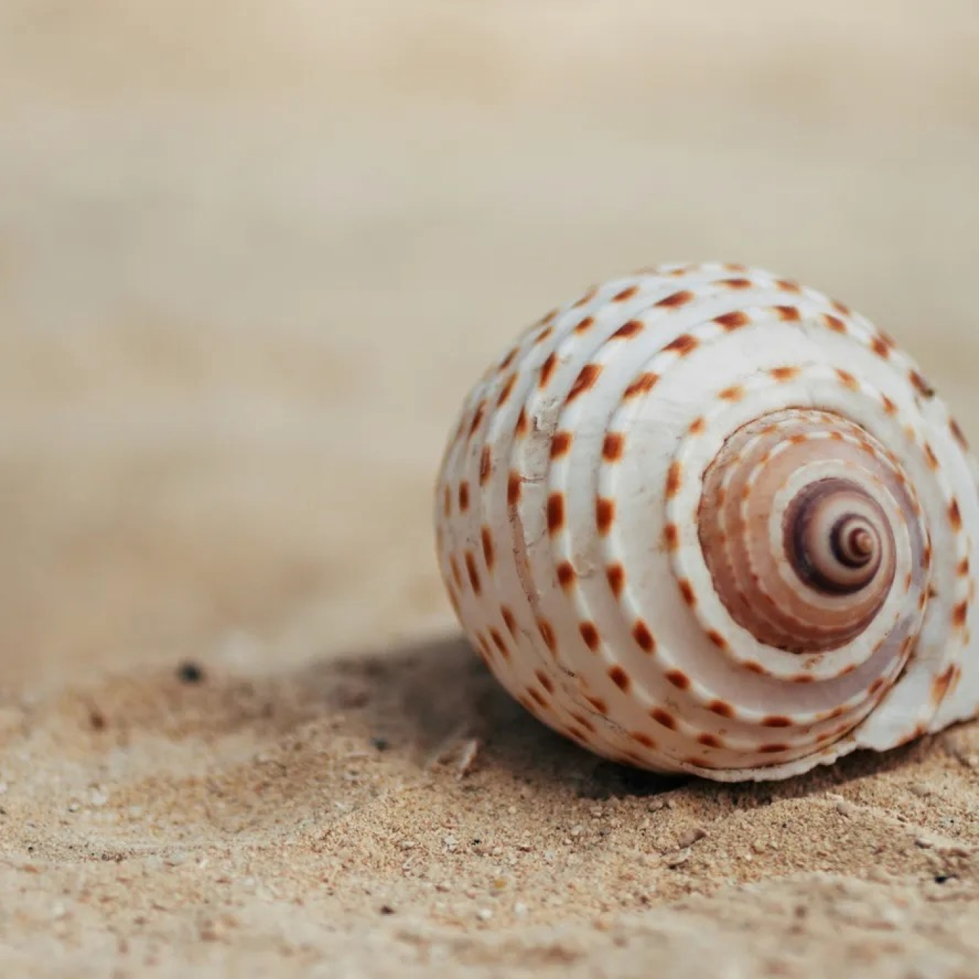 sand with a sea shell