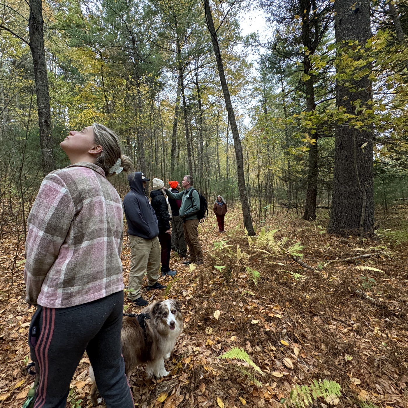 Hikers enjoy wooded trail
