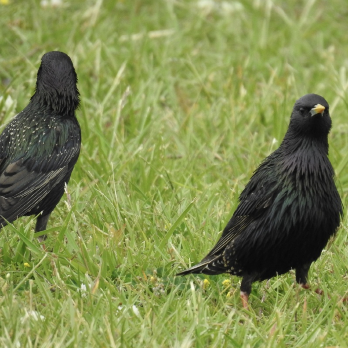 Birds walking in grass