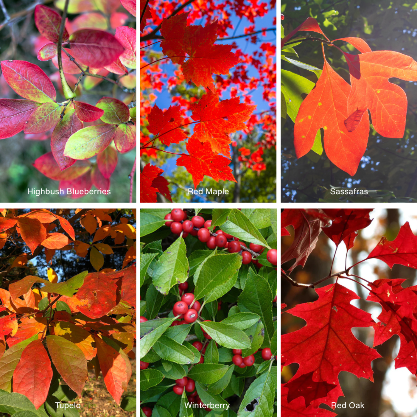 Guided Kayaking to See the Fall Foliage with Wanderlust Ecotours All Equipment Included