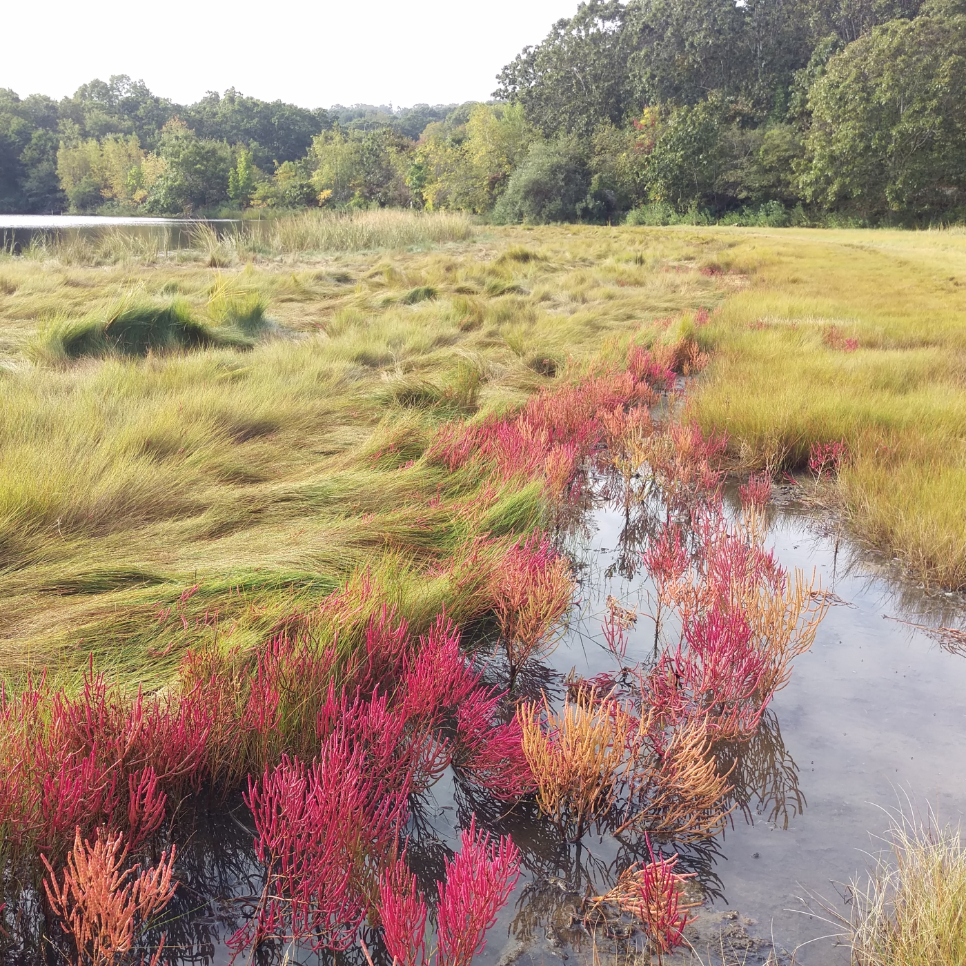 Mamacoke Island marsh with pink and orange salt marsh plants beside a pond.