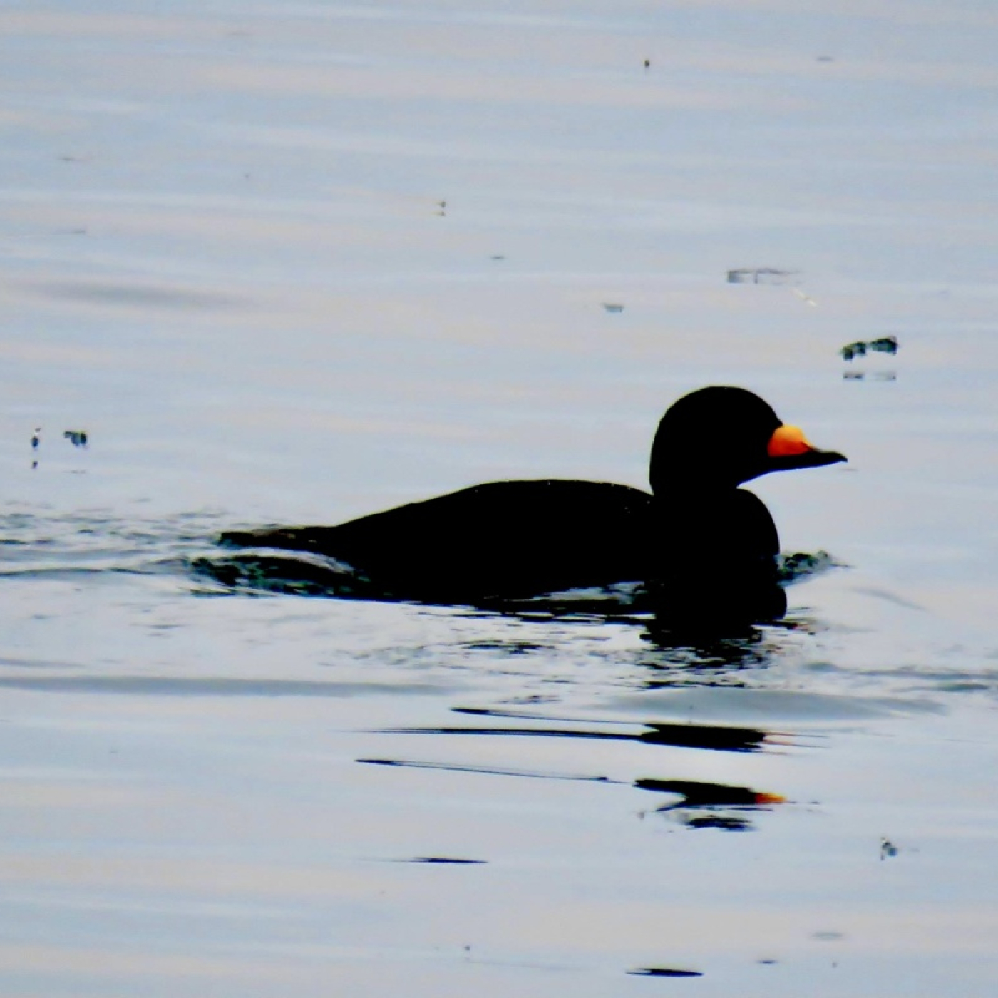 Duck swimming
