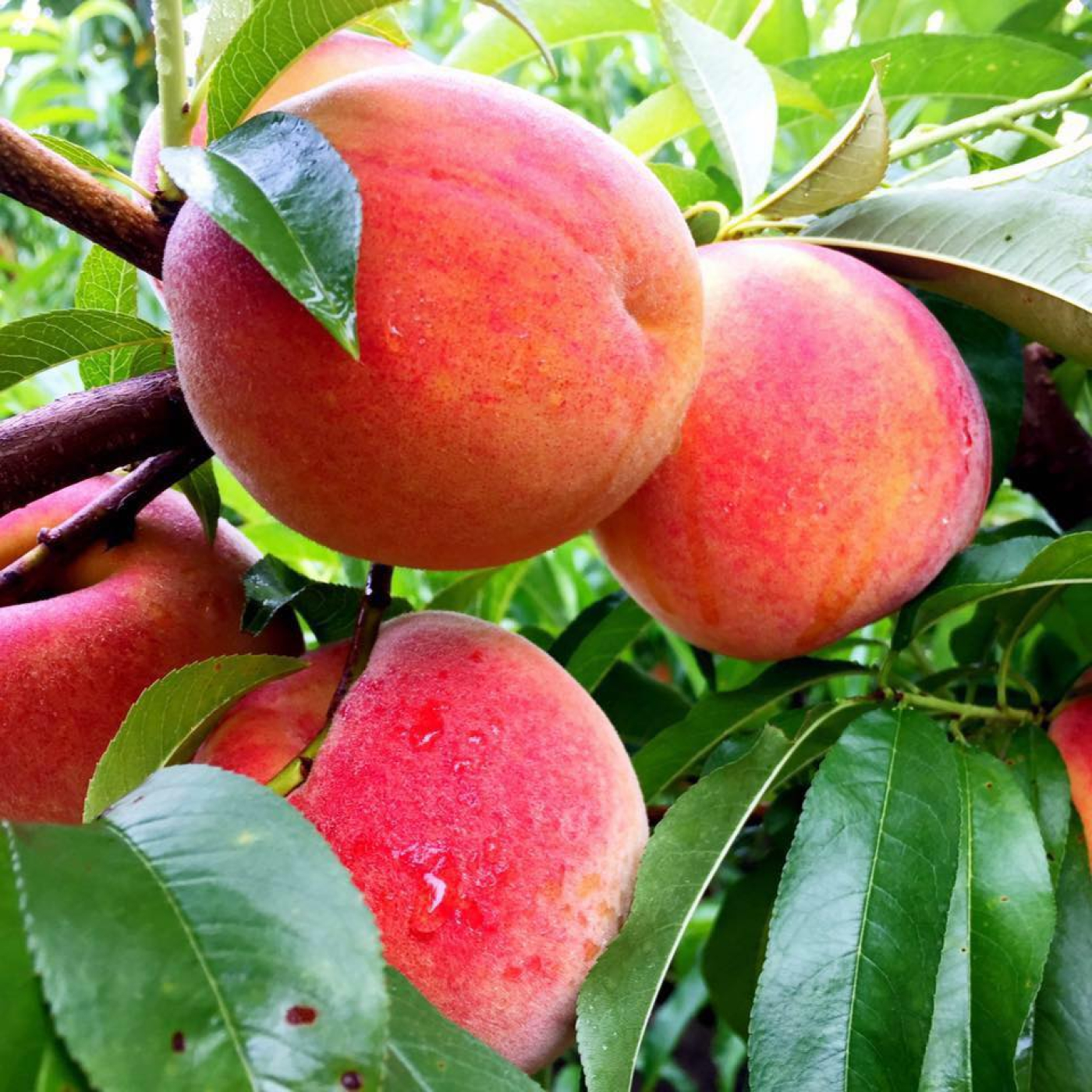 Ripe peaches with dew on branches and green leaves