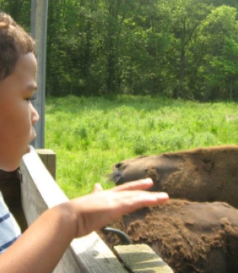 Creamery Brook Bison