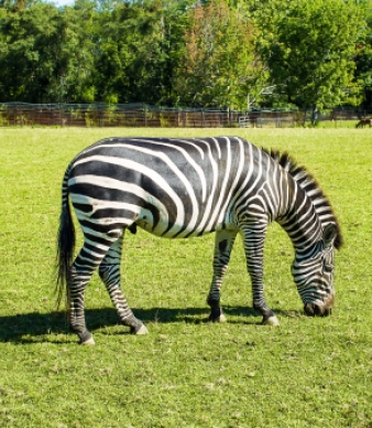 Action Wildlife Foundation