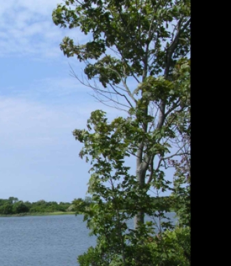 Bluff Point Coastal Reserve