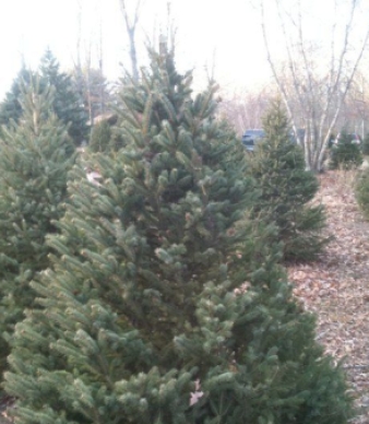 Charlie Brown&#039;s Christmas Tree Farm