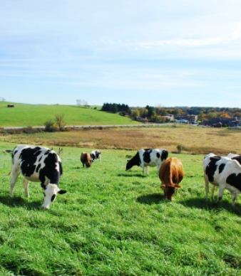 University of Connecticut Animal Barns Self-Guided Tours