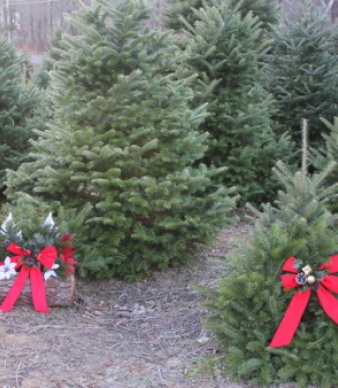 Evergreen Acres Tree Farm