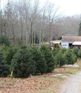 Gray Ledge Tree Farm