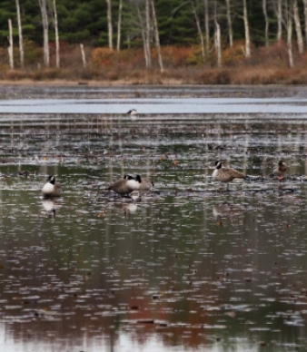 Massacoe State Forest