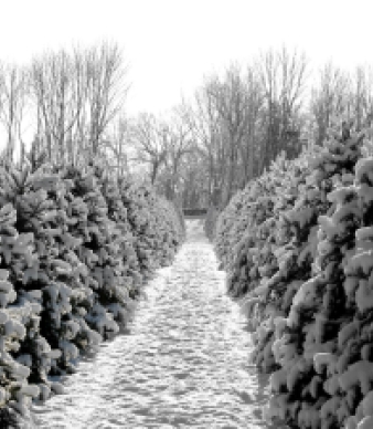 Hickory Ridge Tree Farm