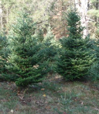 Jersey Tree Farm