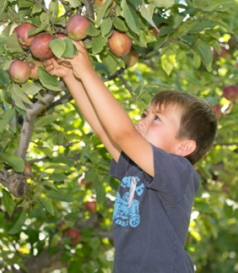 Lyman Orchards