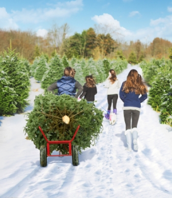 Oak Ridge Tree Farm