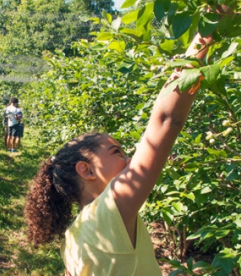 Scott&#039;s Yankee Farmer