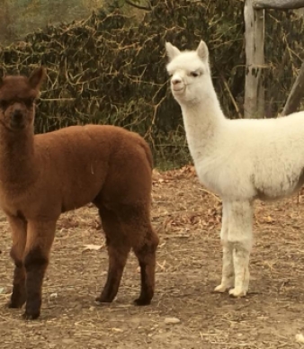 Burgis Brook Alpacas