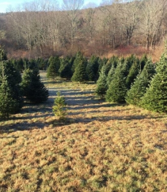 Hansen Family Tree Farm