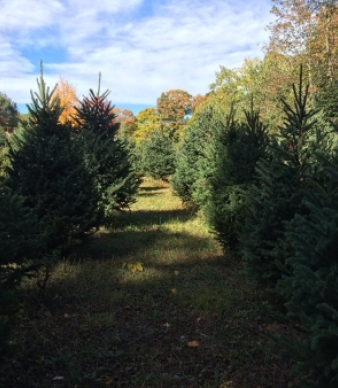 Hazen Christmas Tree Farm