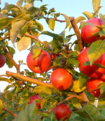 Johnny Appleseed&#039;s Farm