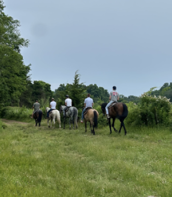 Mustang Meadow