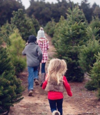 Miller Tree Farm